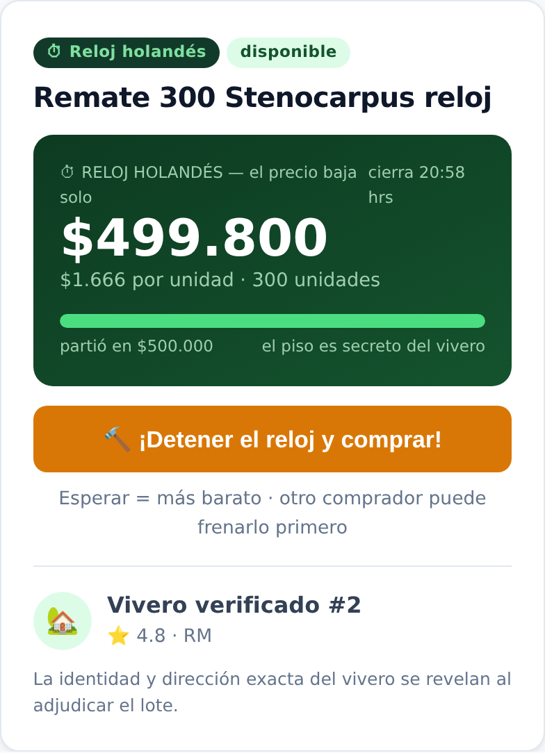 Reloj holandés en vivo: el precio baja solo hasta que un comprador lo frena
