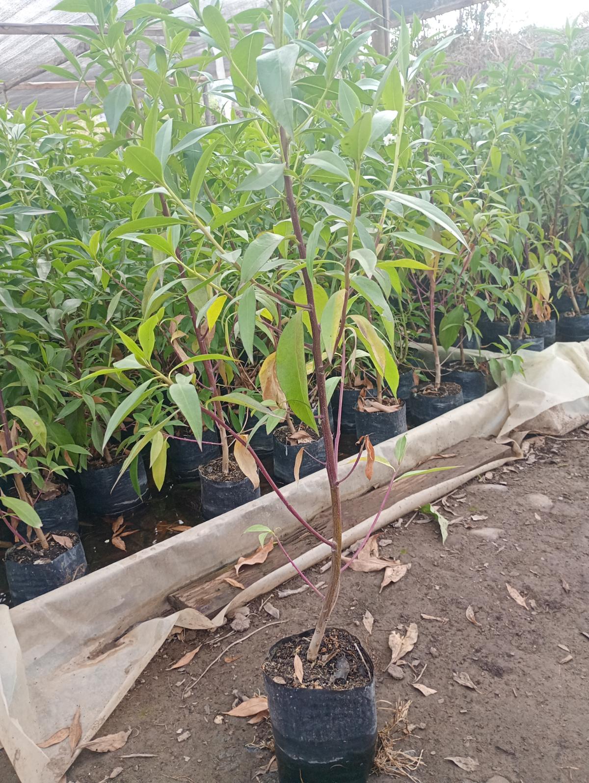 Planta de cerca