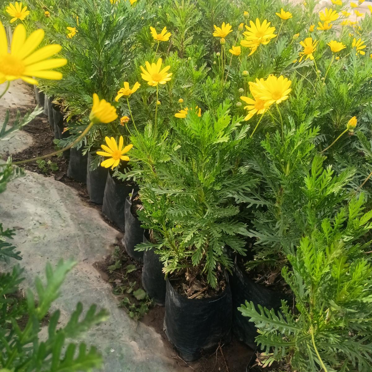Remate 800 Paquerete amarillo