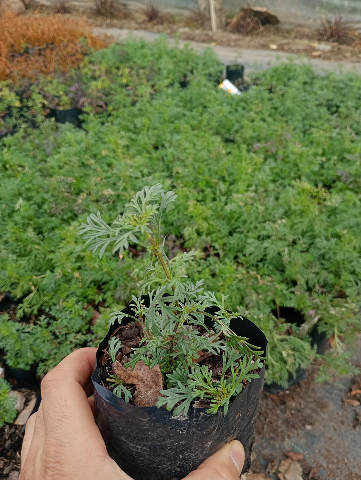 Lote 950 Verbena rastrera